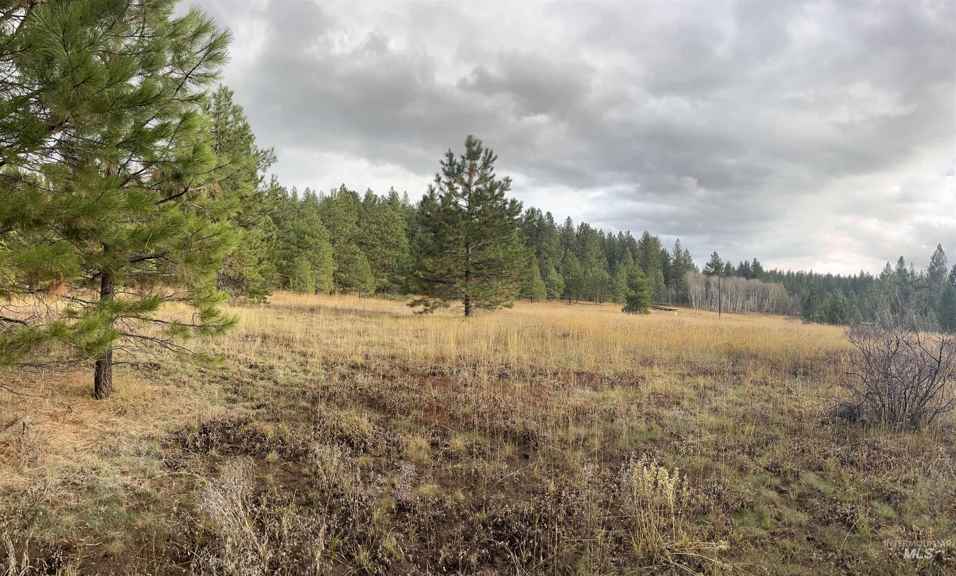 View of woods