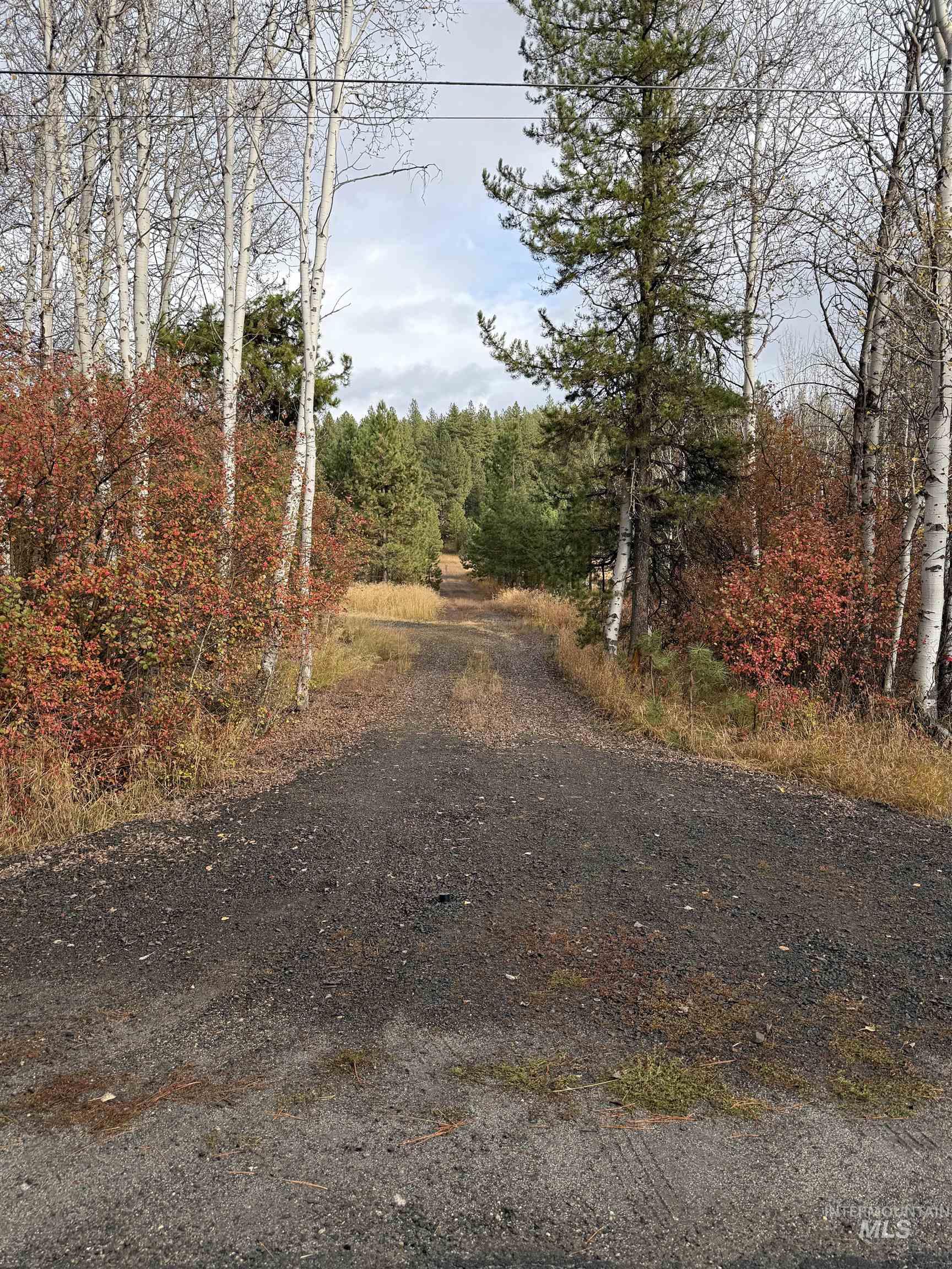 View of dirt / gravel road with a view of trees