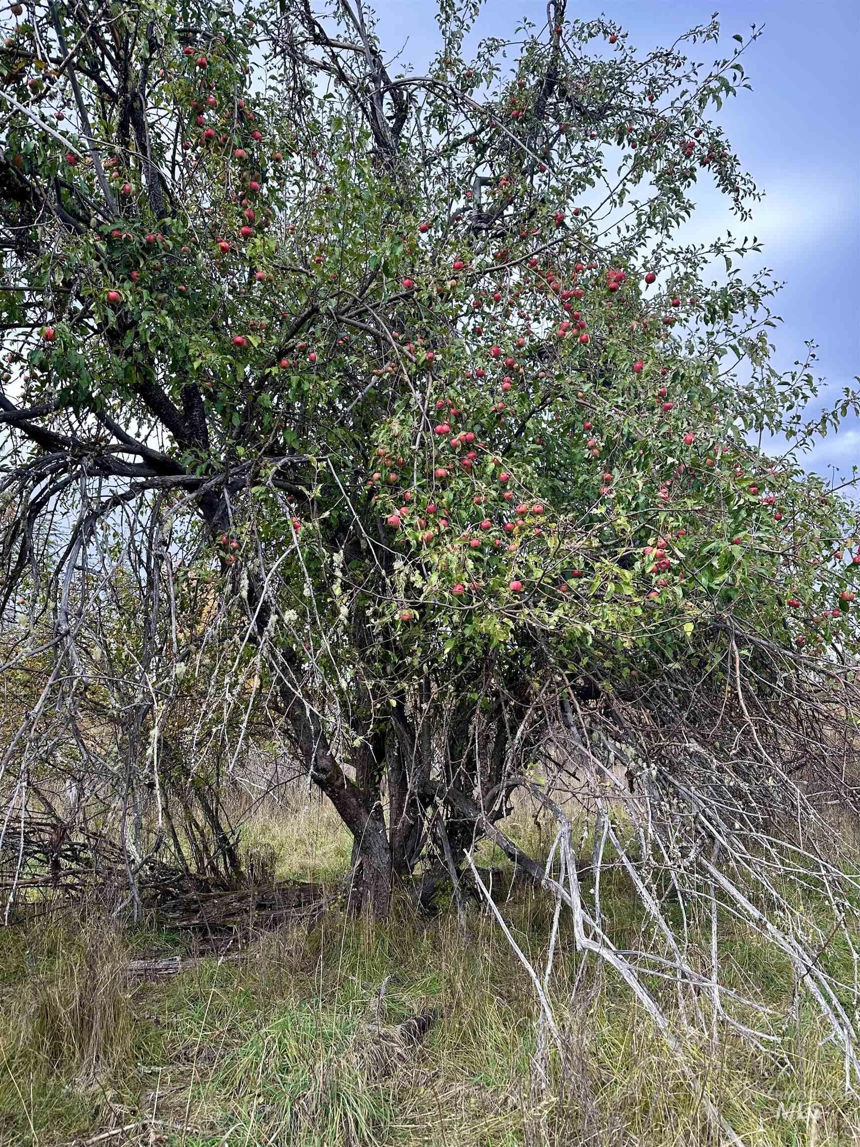 TBD Parcel 3 Peaceful Valley Rd., Kamiah, Idaho 83536, Land For Sale, Price $145,000, 98965361