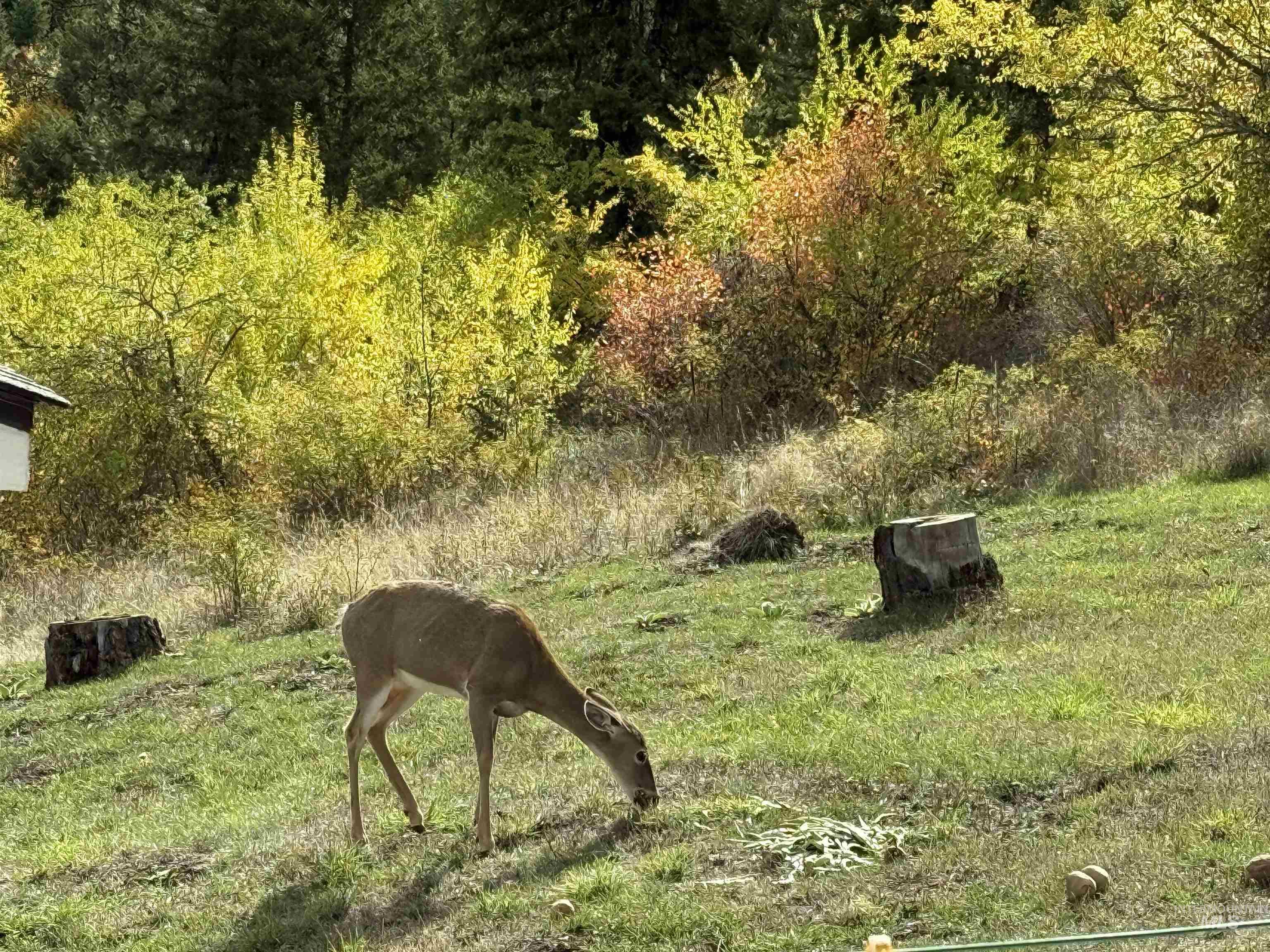 Abundance of deer, elk, bear, turkey
