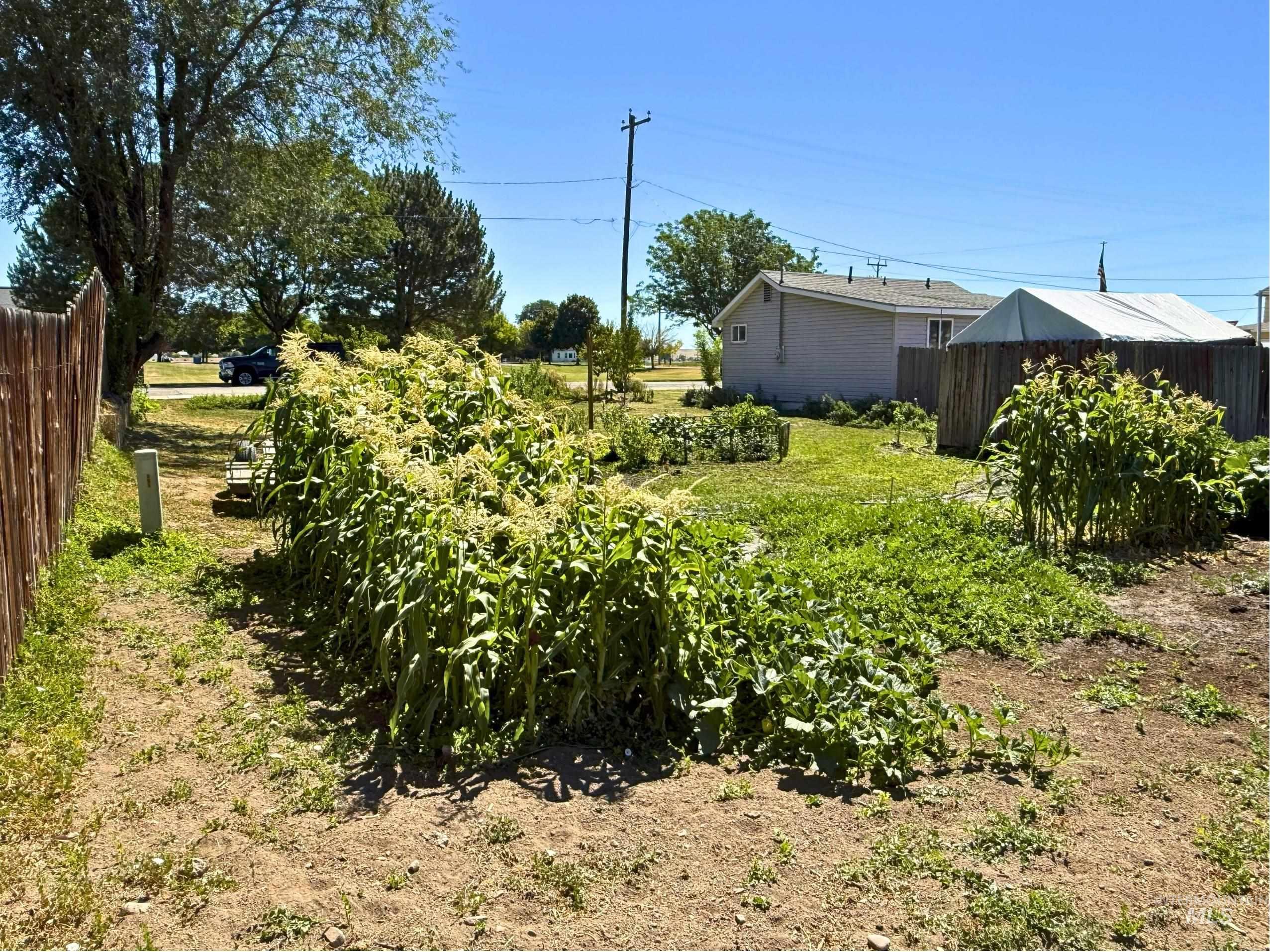 View of yard with a vegetable garden