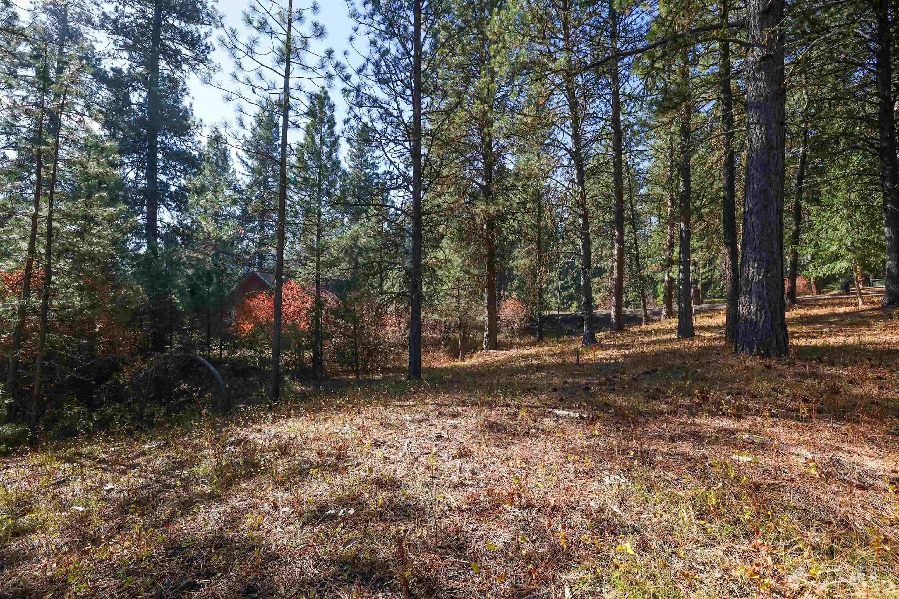 View of yard featuring a wooded view