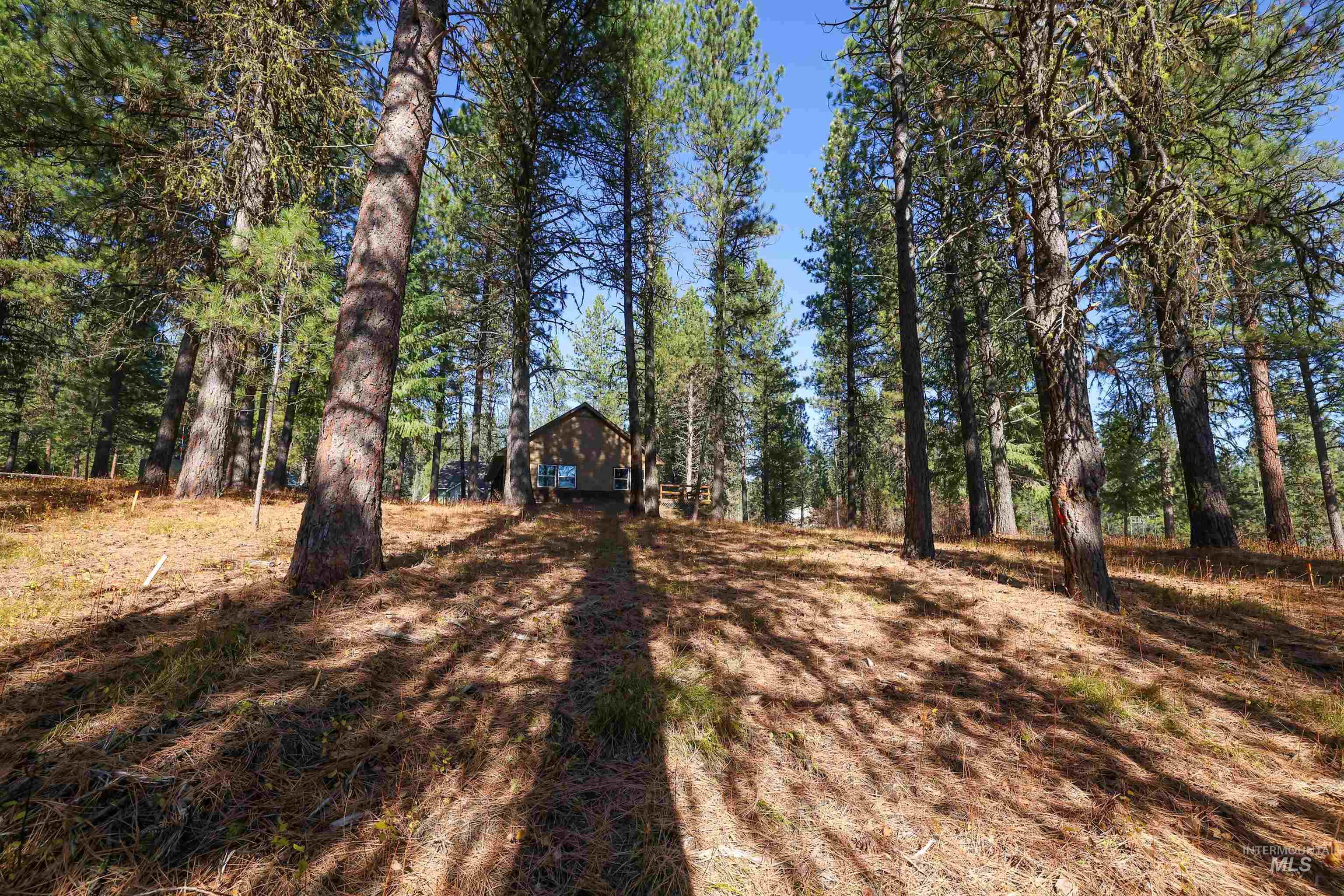 View of yard with a view of trees