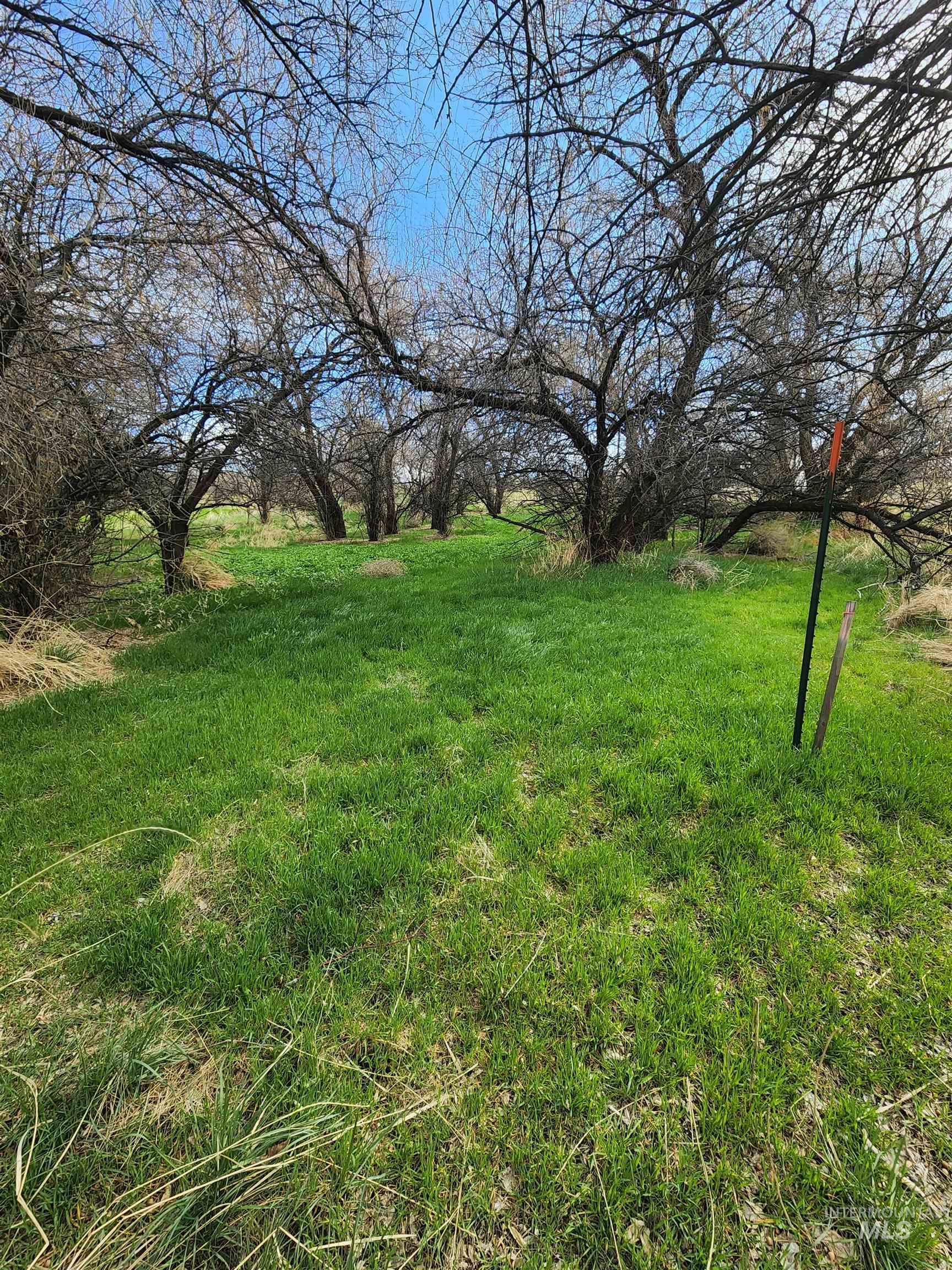 View of grassy yard