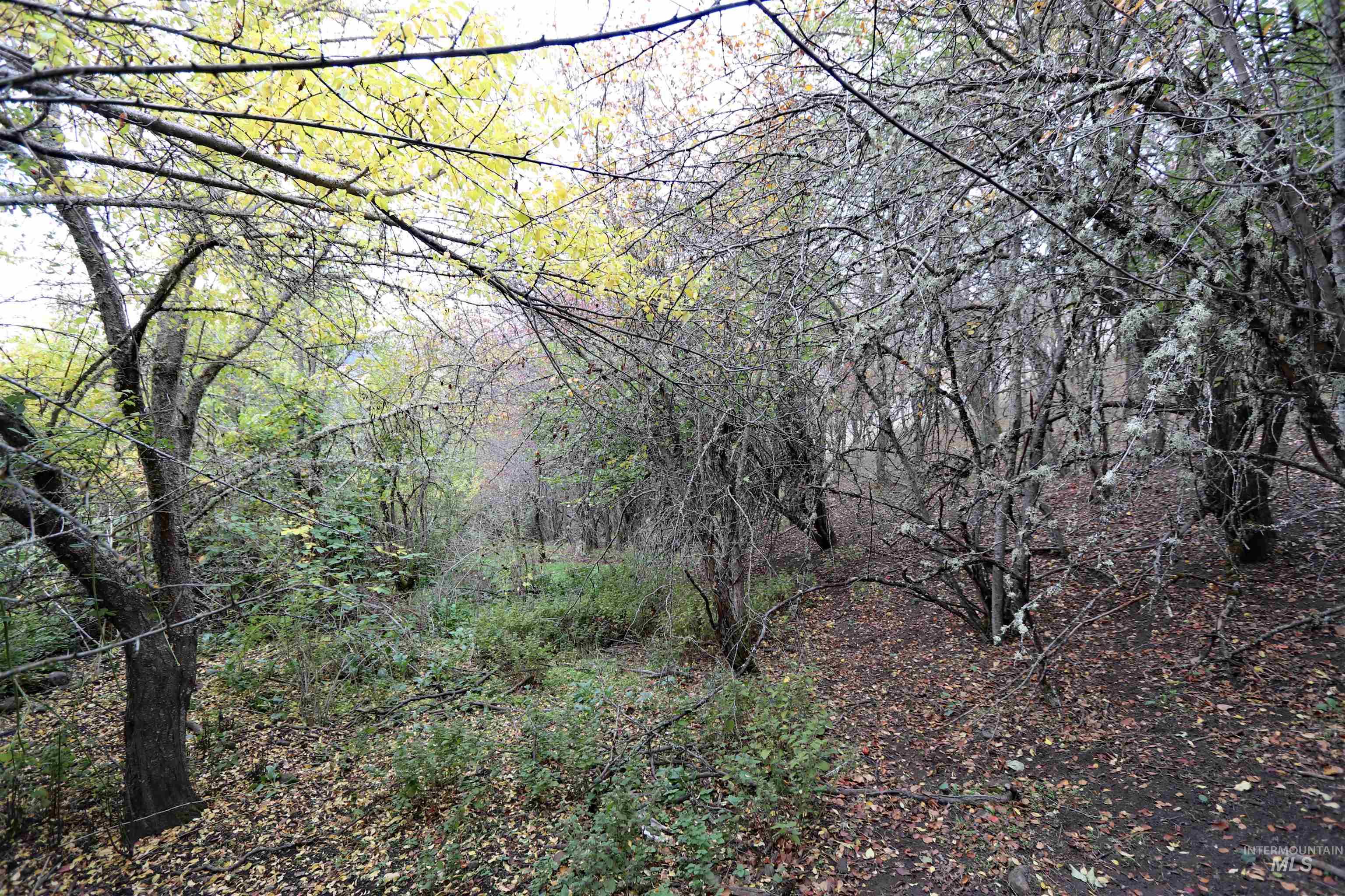 19975 Orchard Lane, Lenore, Idaho 83541, Land For Sale, Price $345,000, 98965920