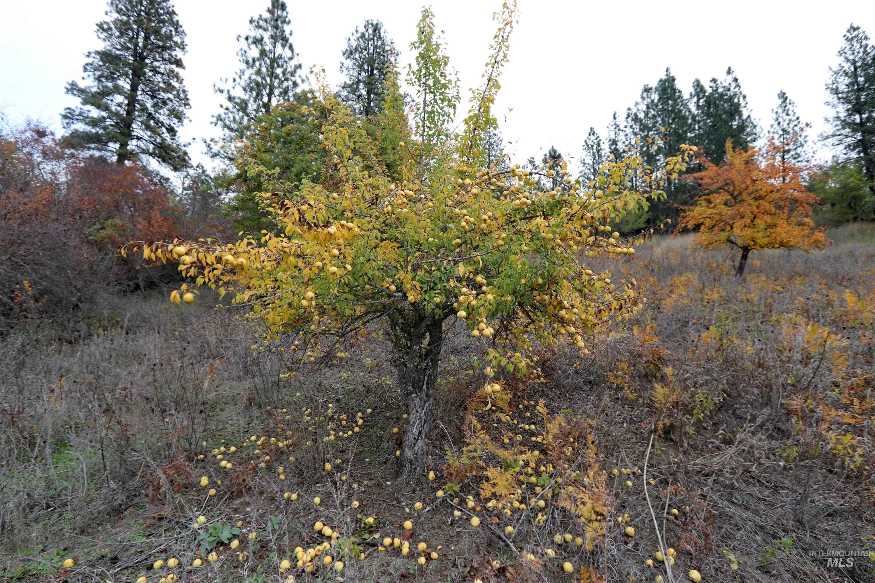 19975 Orchard Lane, Lenore, Idaho 83541, Land For Sale, Price $345,000, 98965920