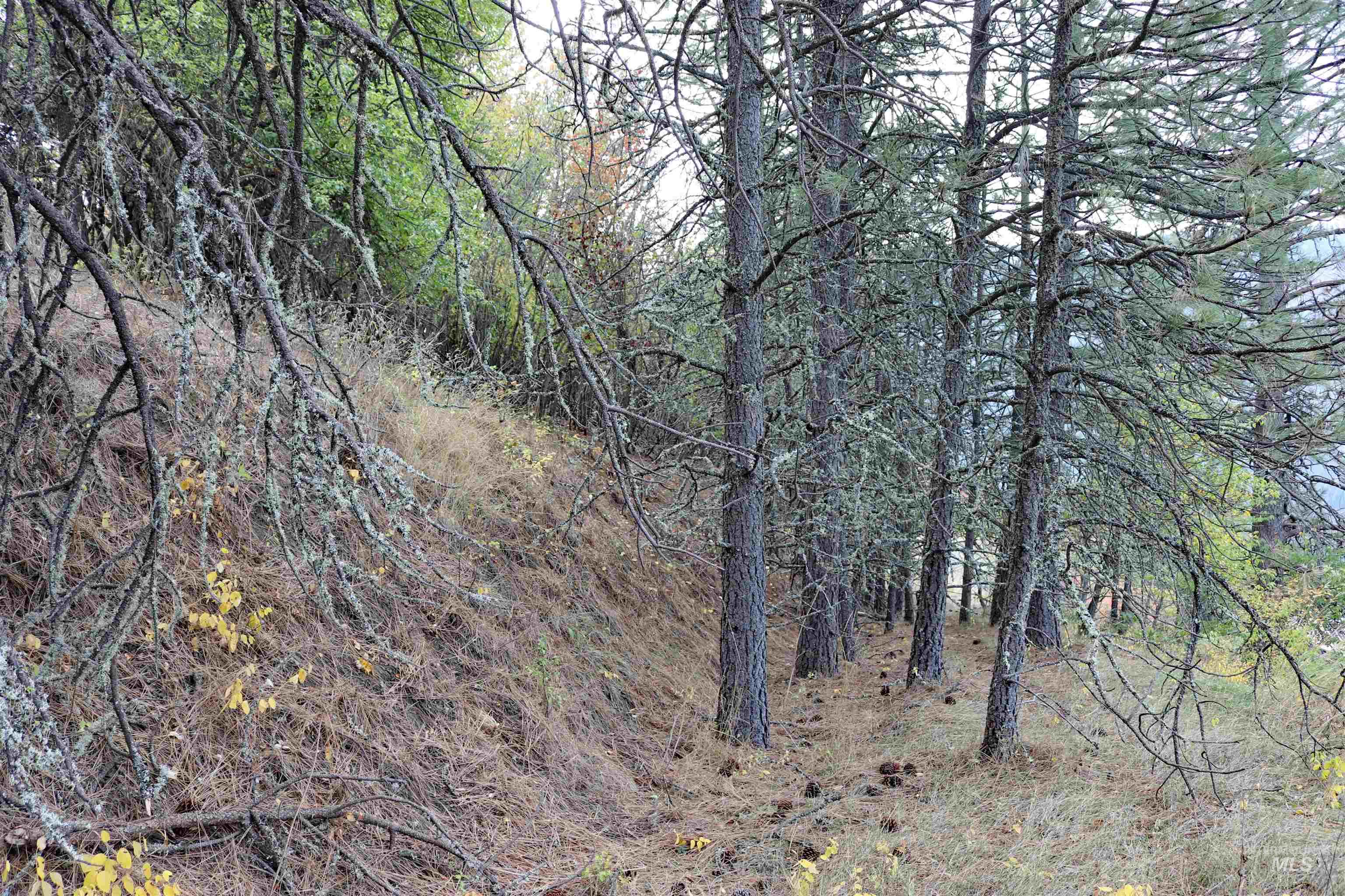 19975 Orchard Lane, Lenore, Idaho 83541, Land For Sale, Price $345,000, 98965920