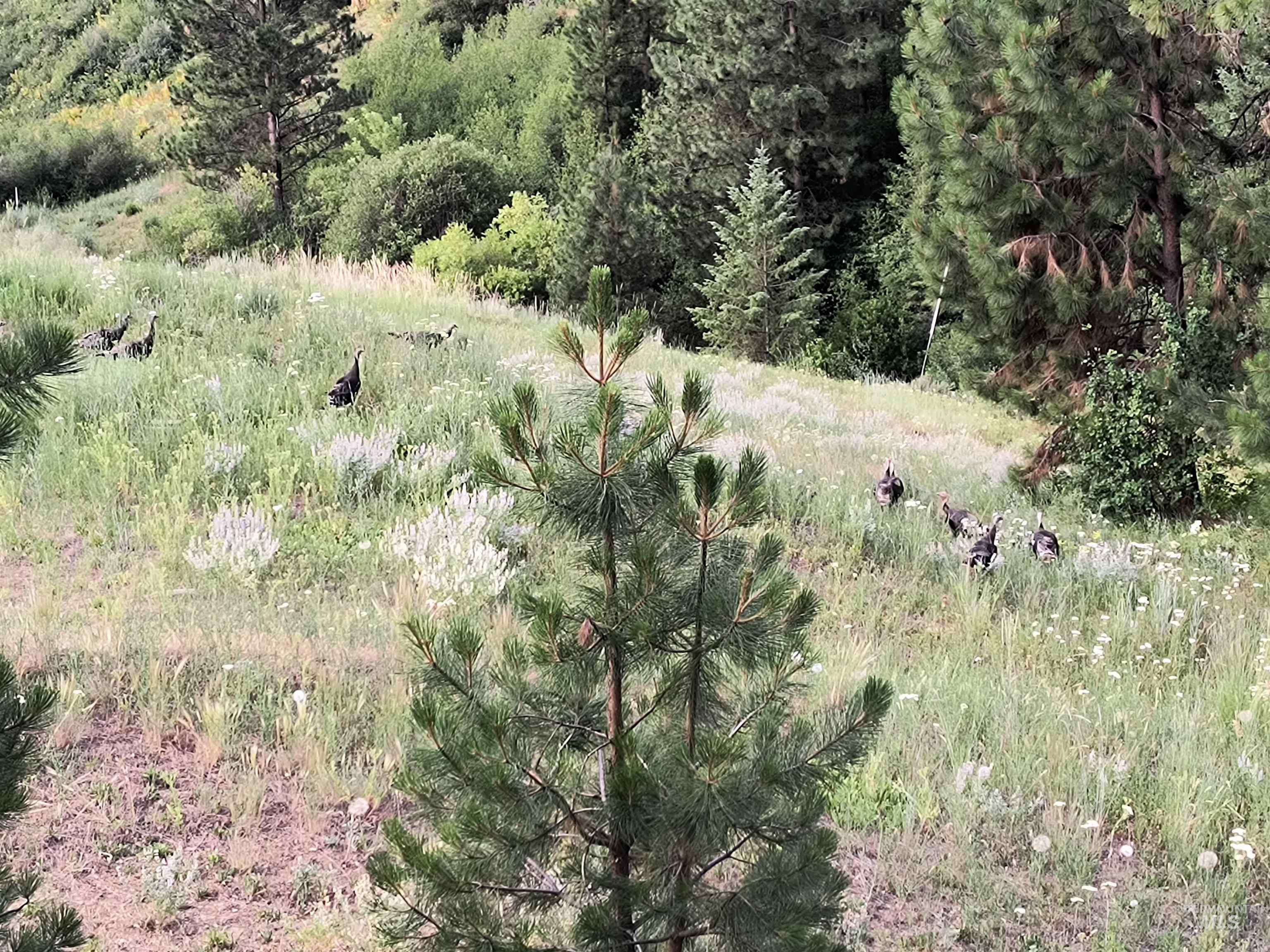 View of undeveloped land