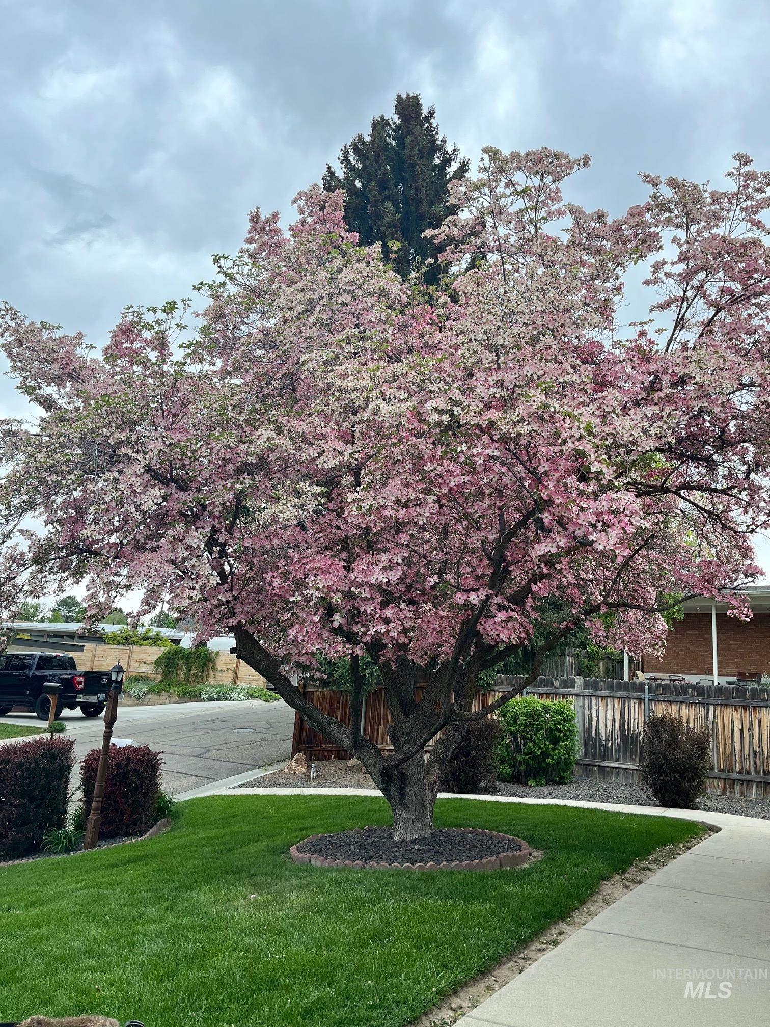 Blooming Dogwood tree