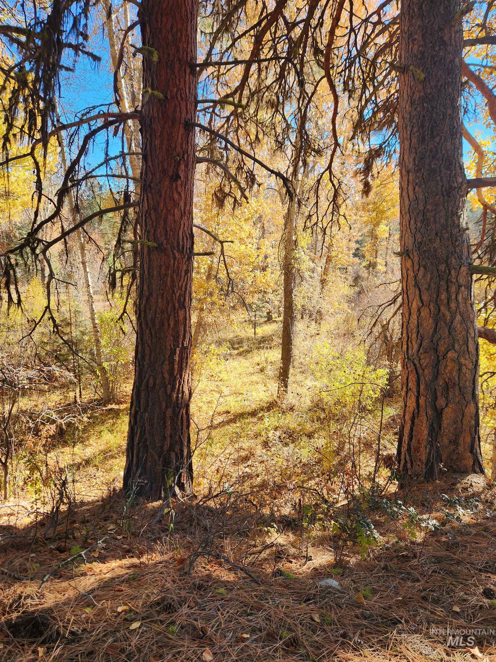 TBD Trinity Creek Rd, Featherville, Idaho 83647, Land For Sale, Price $450,000, 98966565