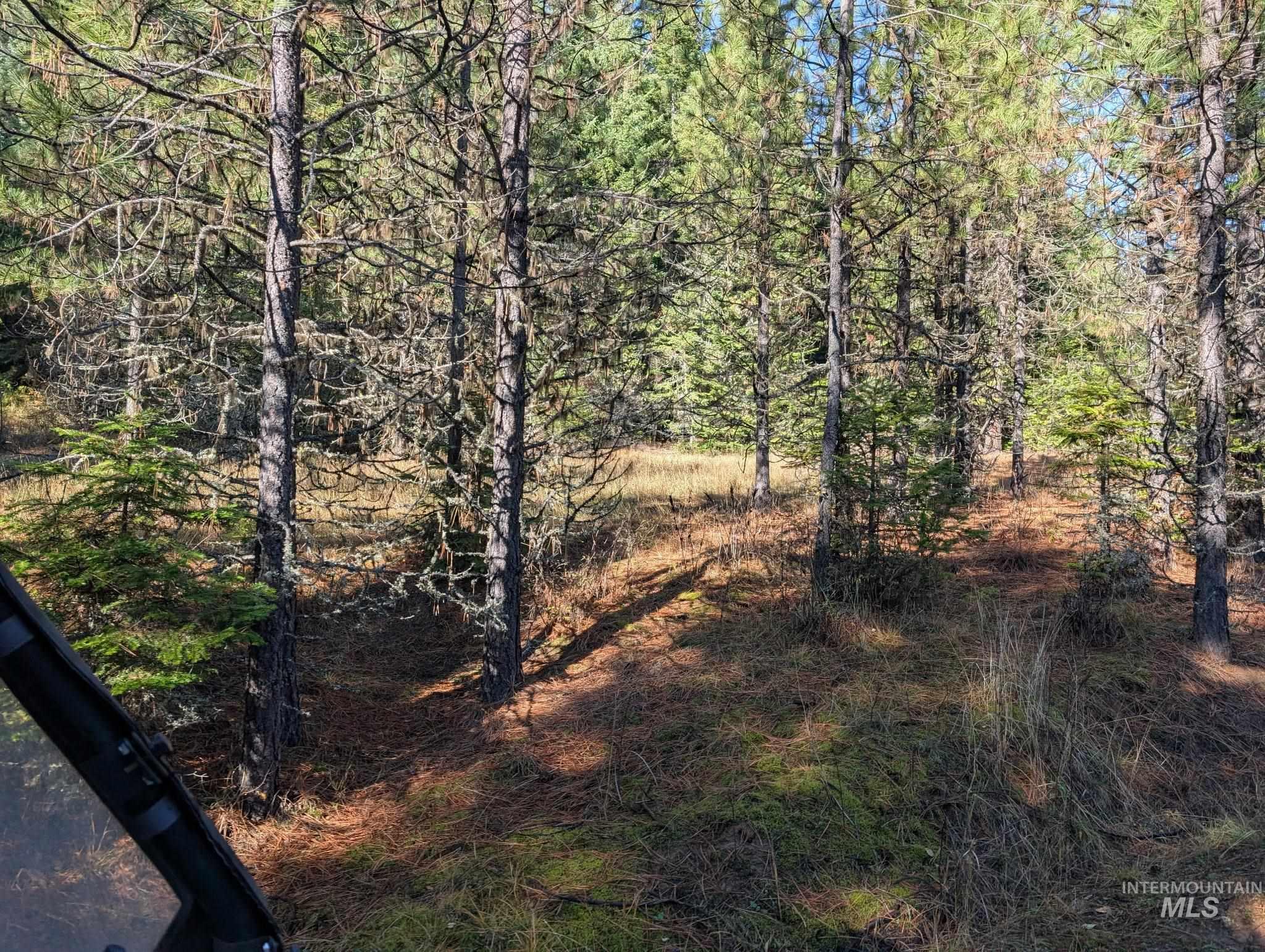 View of local wilderness