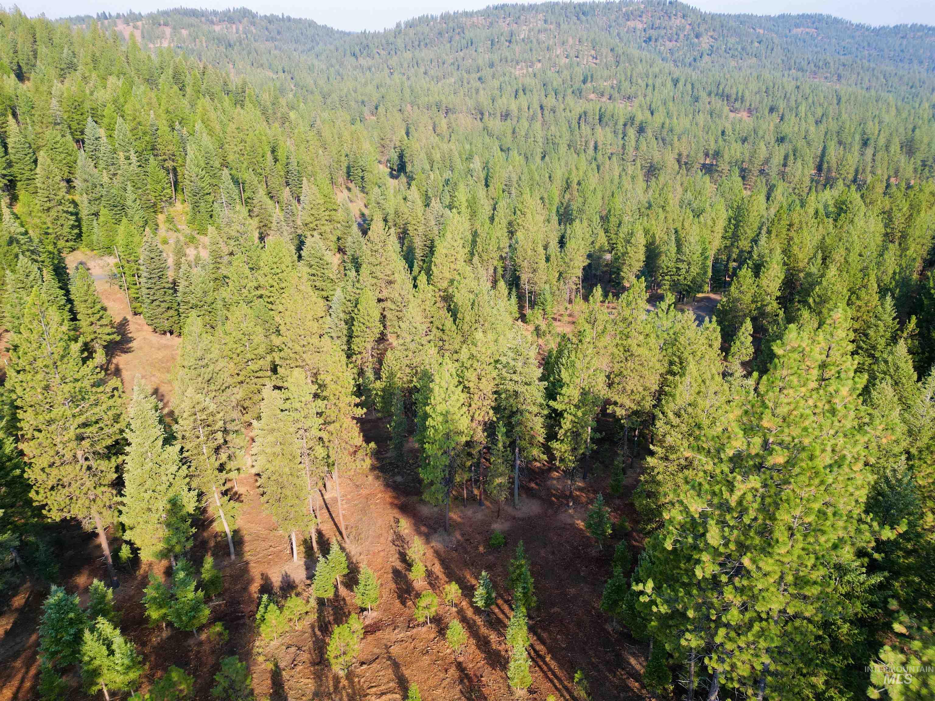 Aerial view of a heavily wooded area and a mountainous background