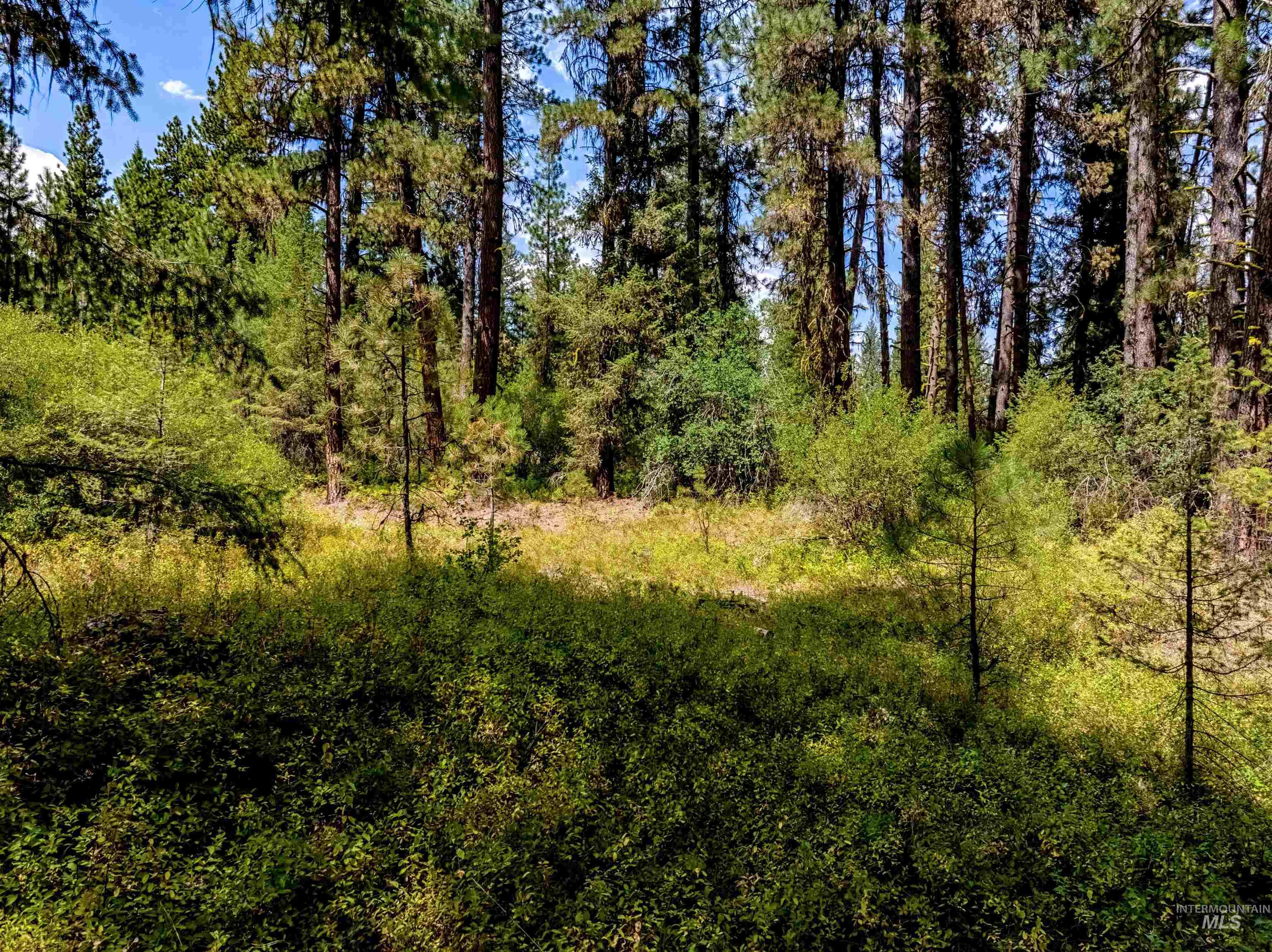 View of tree filled area