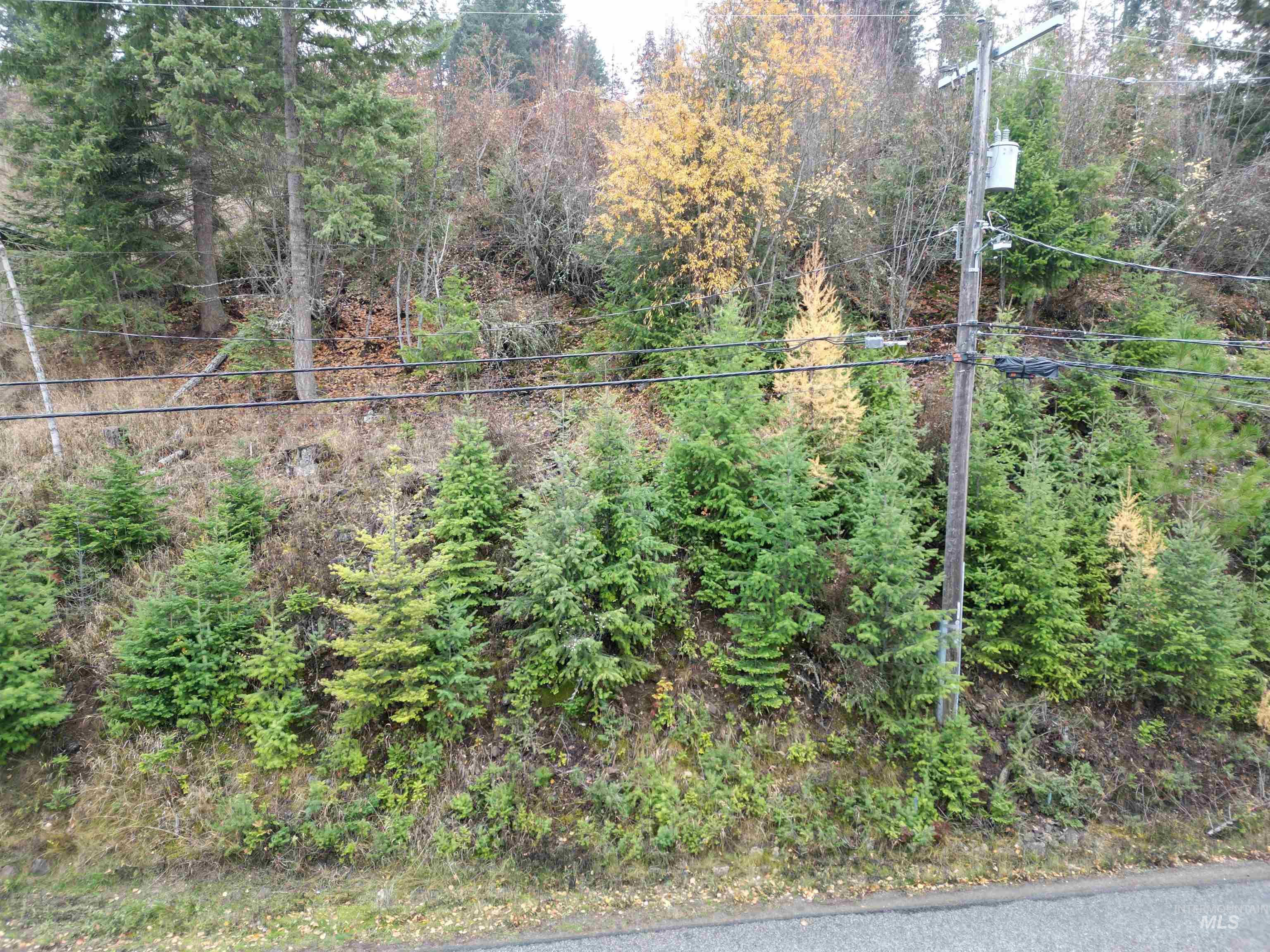 View of yard featuring a forest view