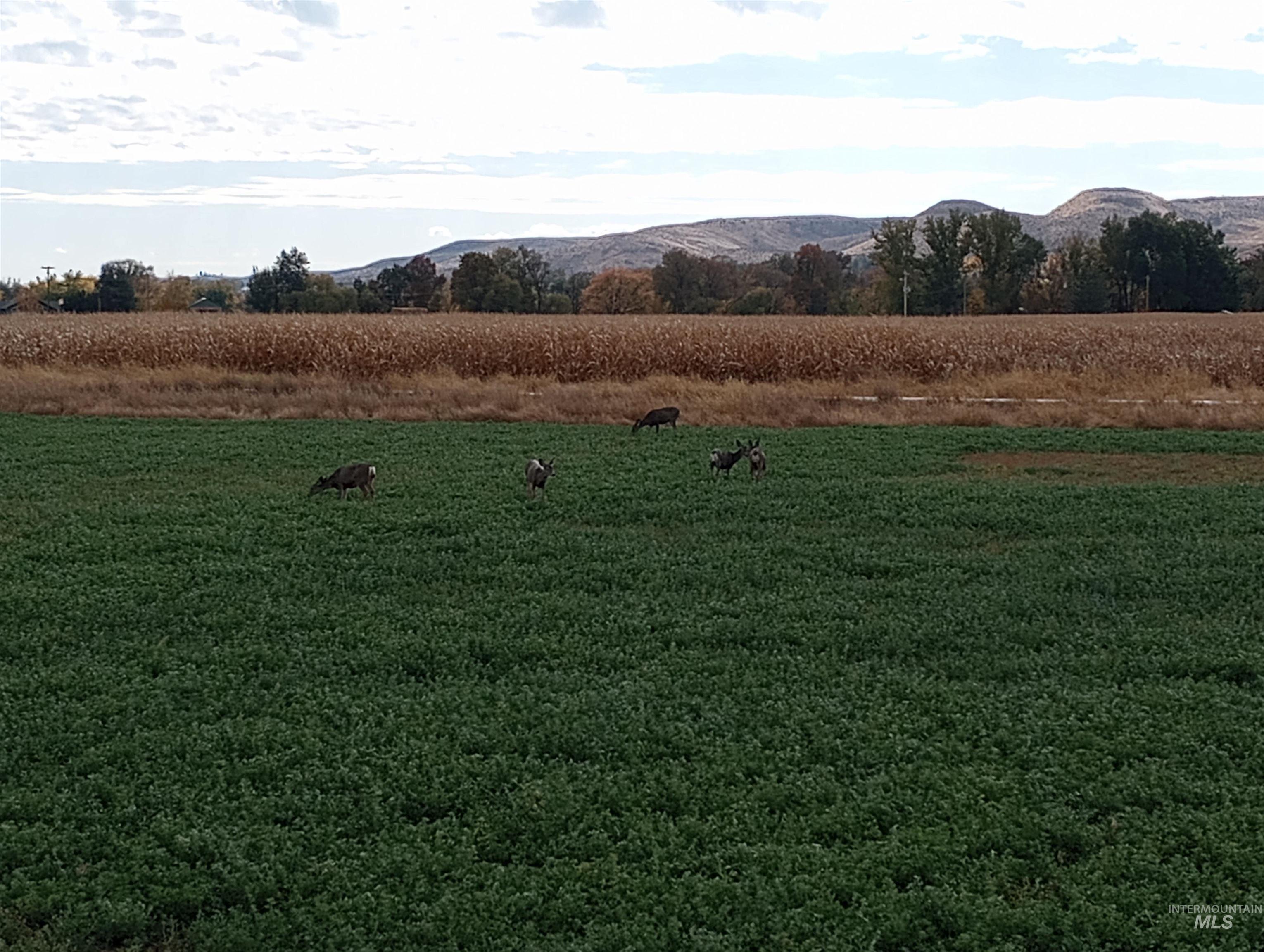 TBD Haas Road, Weiser, Idaho 83672-5143, Land For Sale, Price $699,000, 98967600