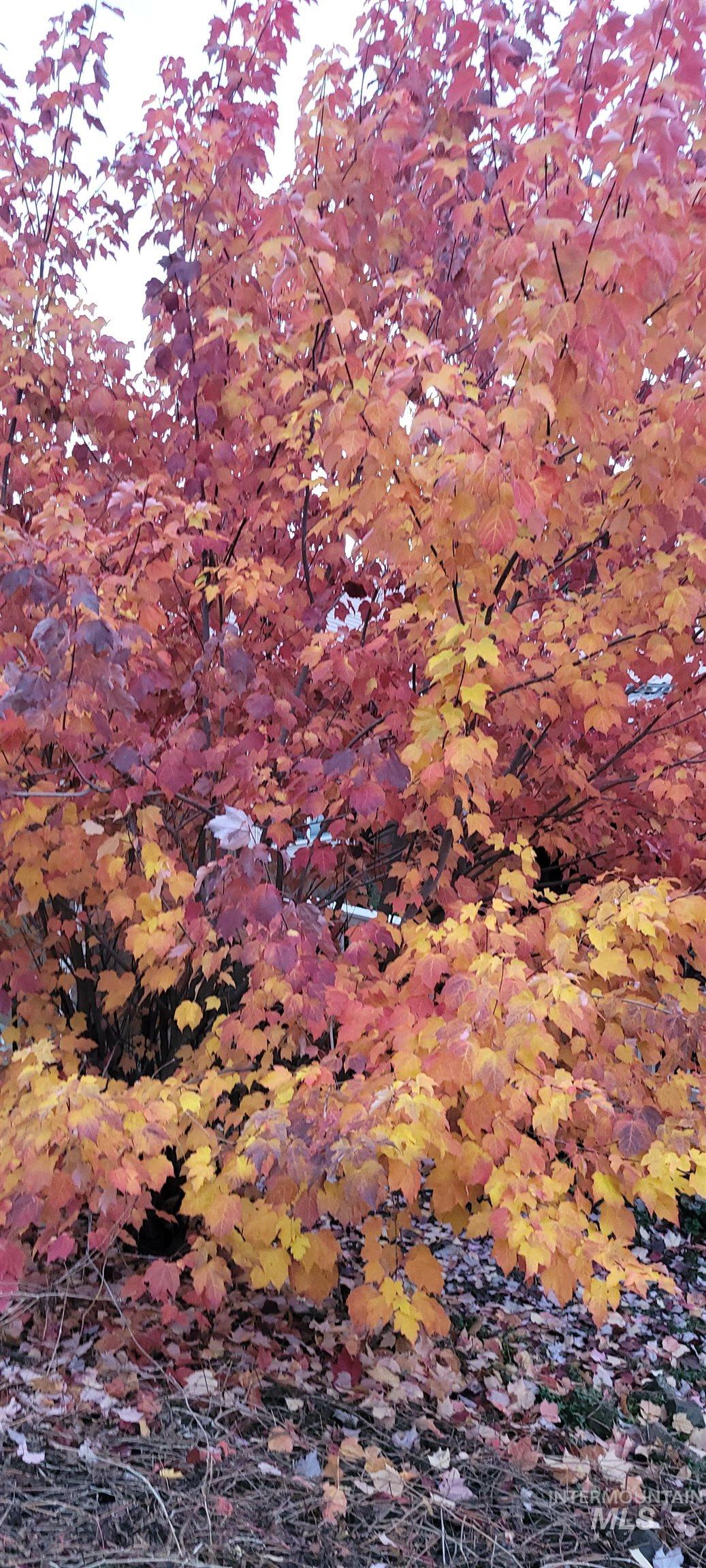 204 Larradon Dr, Kamiah, Idaho 83536, 4 Bedrooms, 2 Bathrooms, Residential For Sale, Price $399,000, 98967618