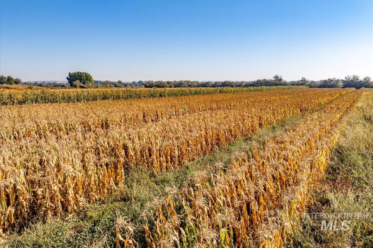 View of nature with rows of crops and rural landscape