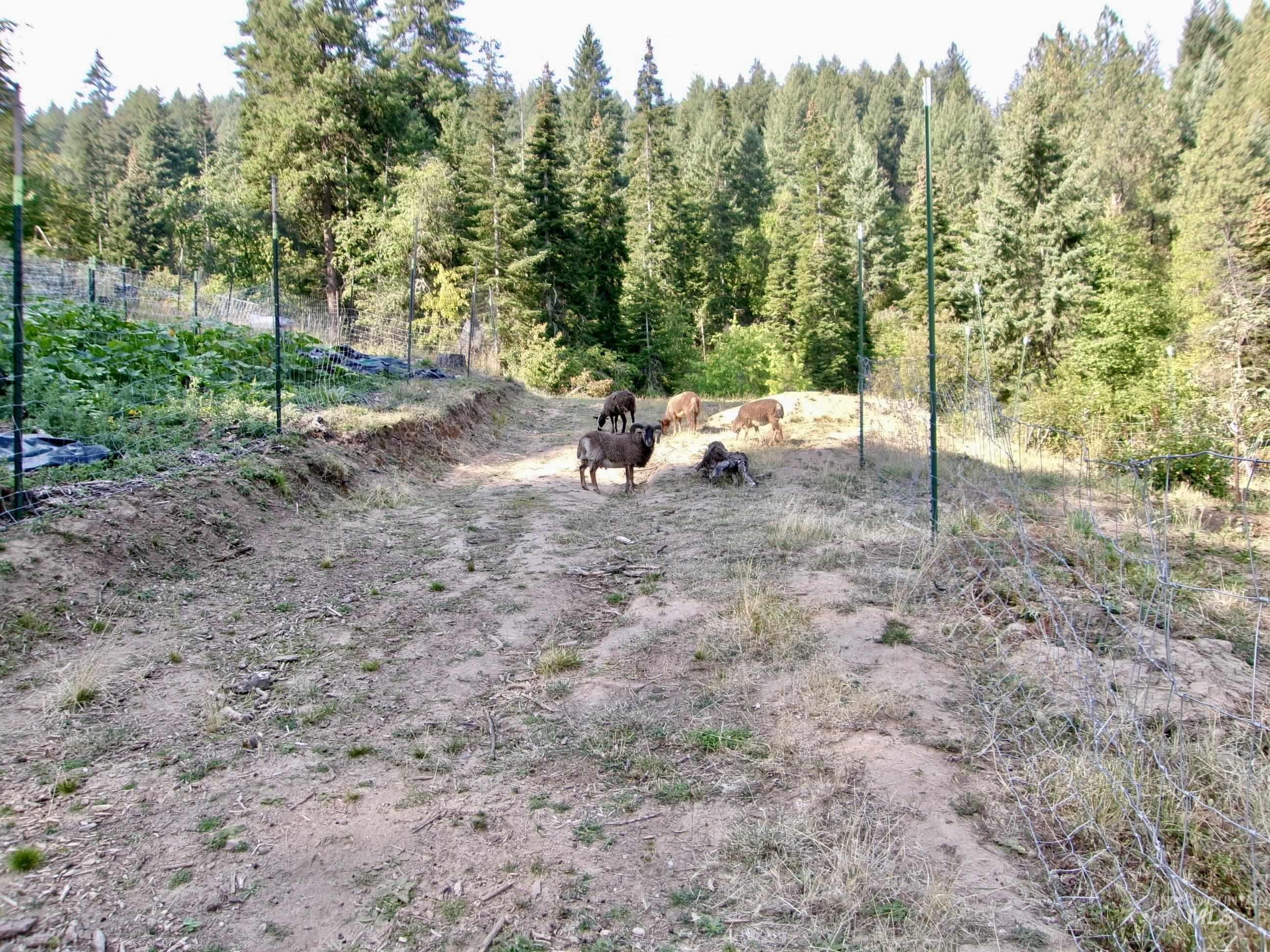 View of yard with a rural view and a forest view