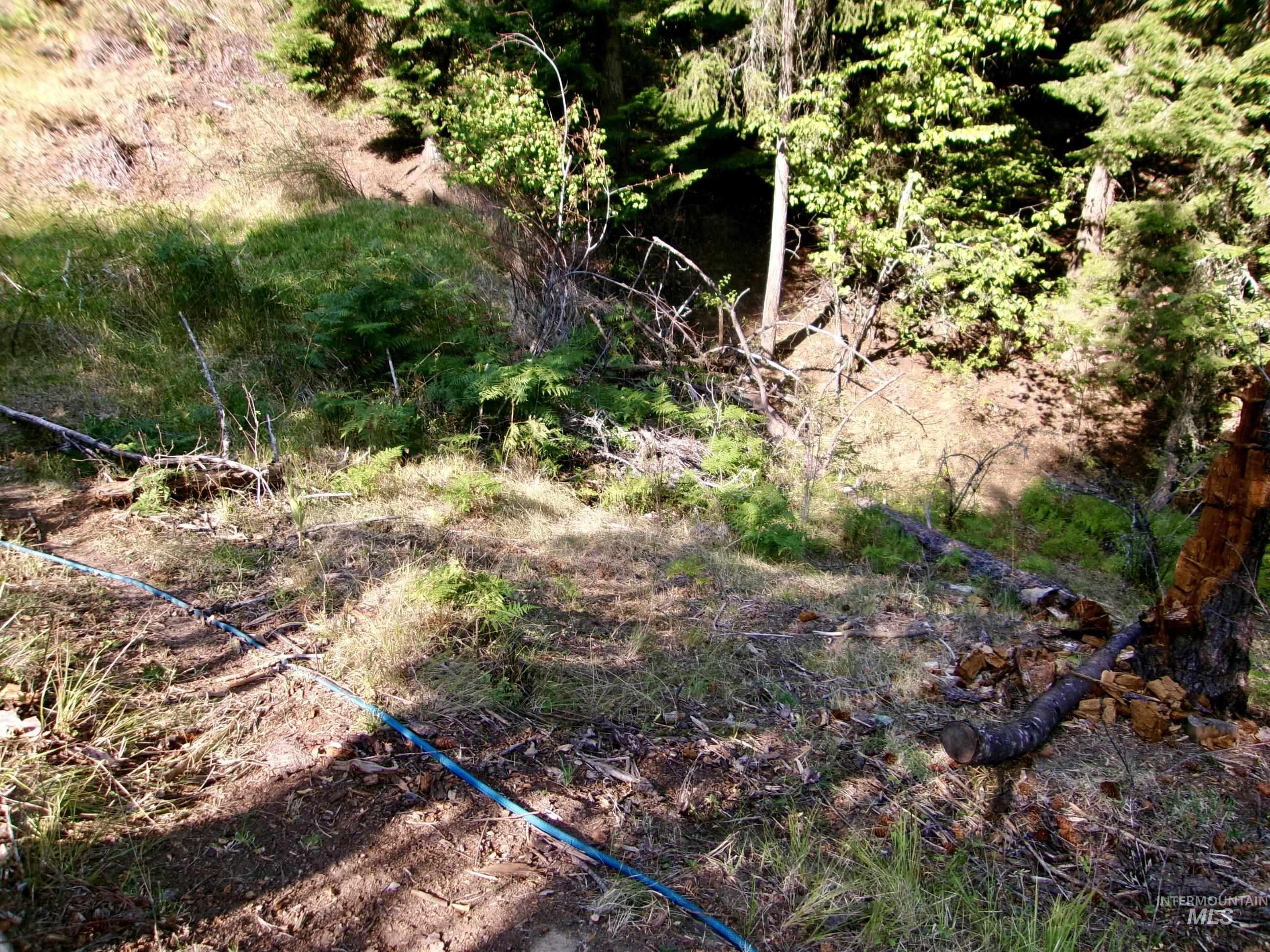 View of local wilderness