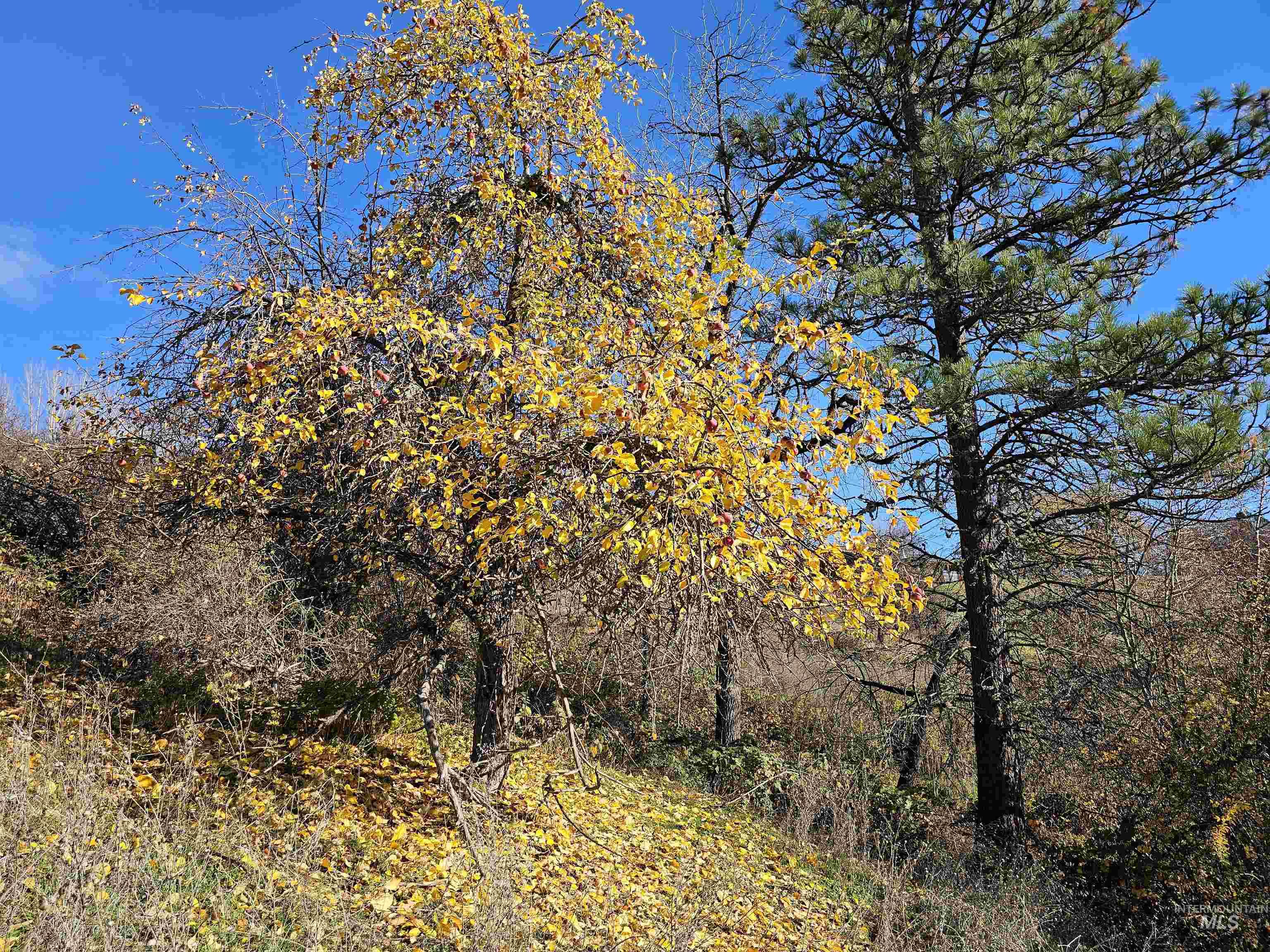 20044 Orchard Lane, Lenore, Idaho 83541, 2 Bedrooms, 2 Bathrooms, Residential For Sale, Price $850,000, 98968090