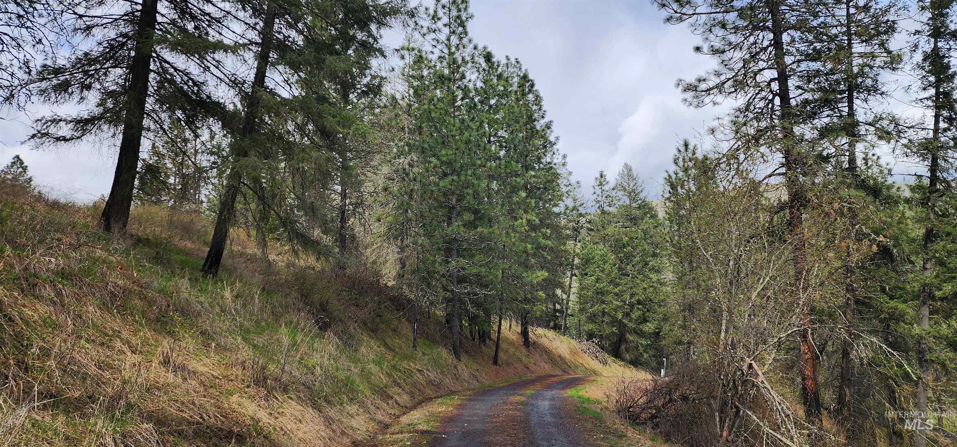 View of road with a forest view