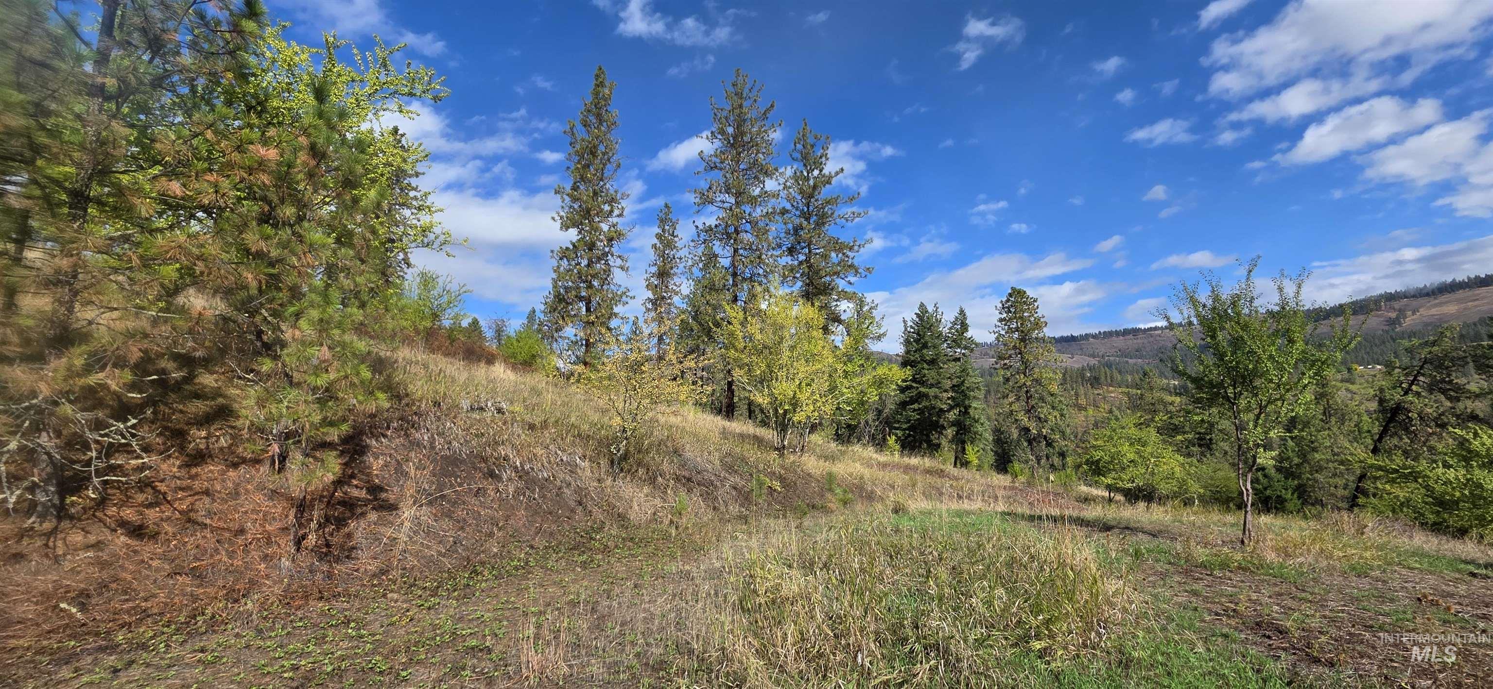 View of tree filled area