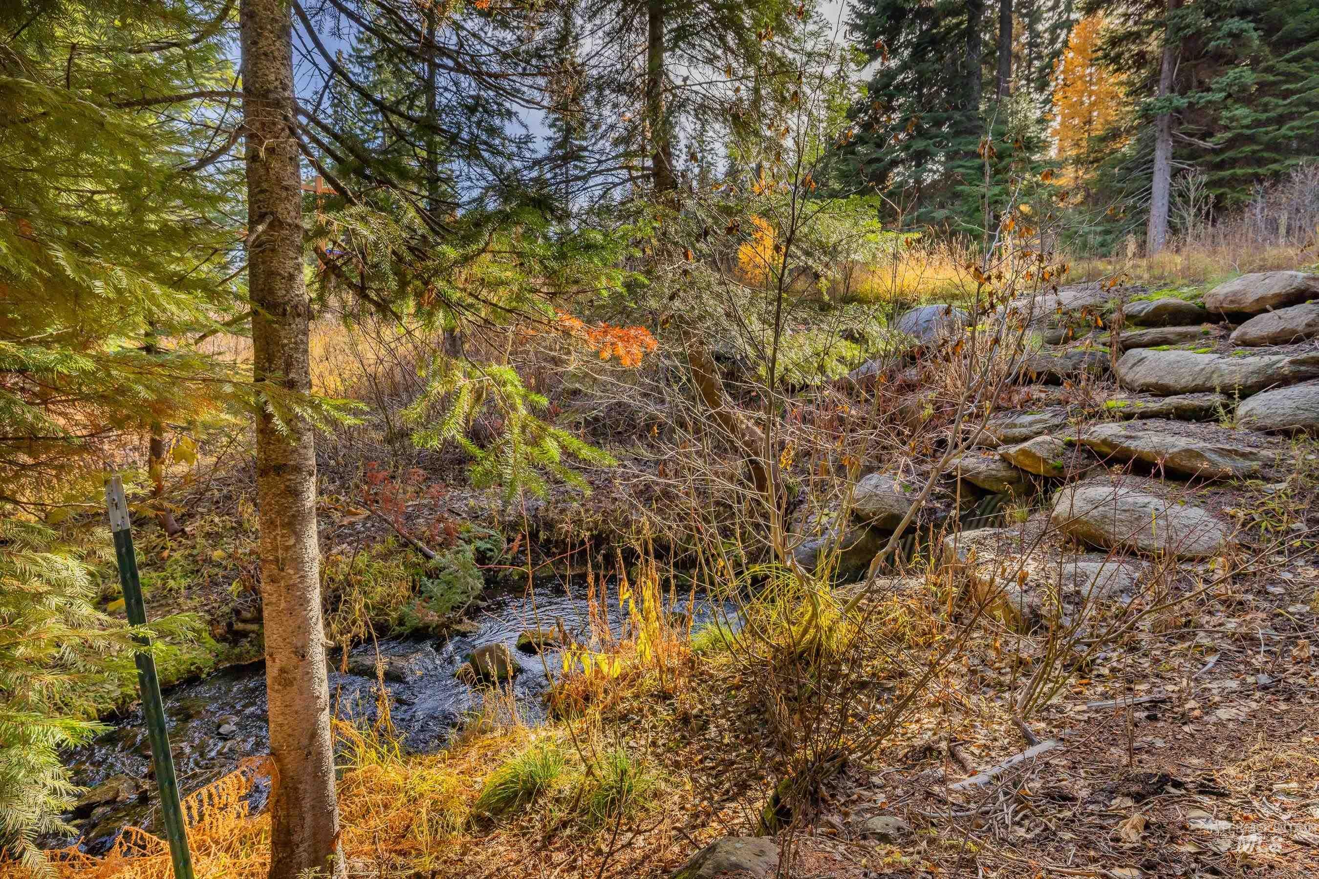 View of local wilderness