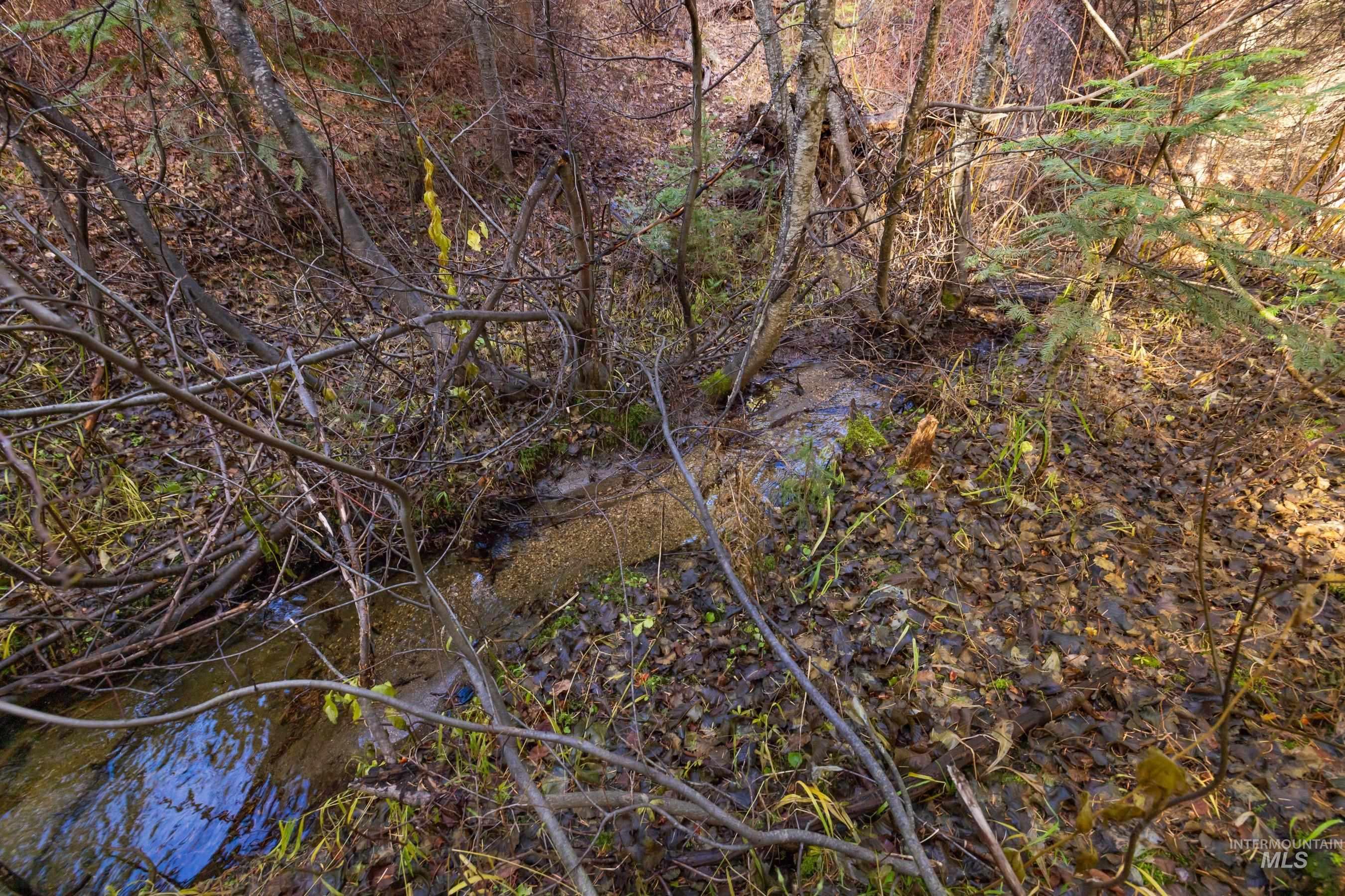 View of local wilderness