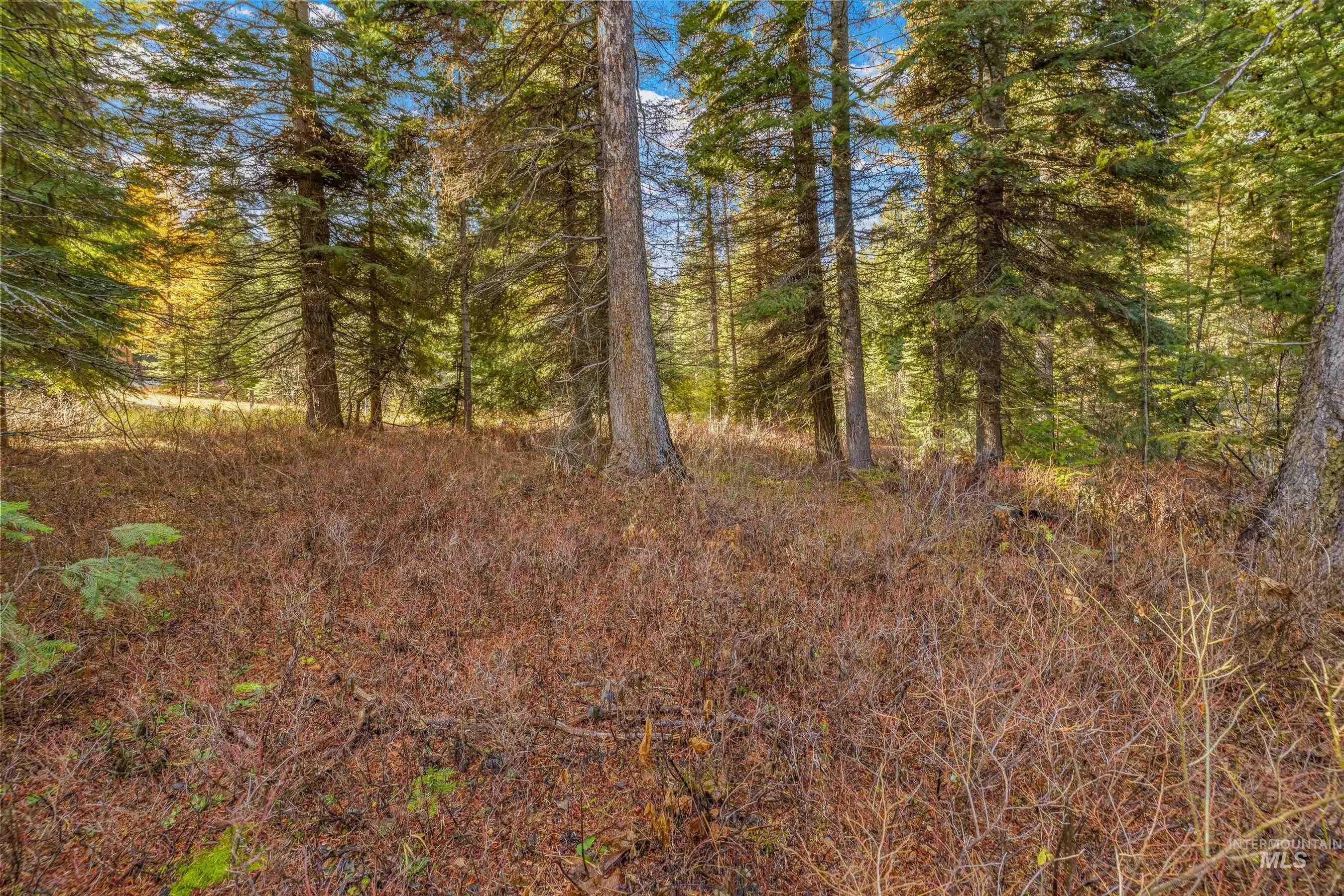 View of tree filled area