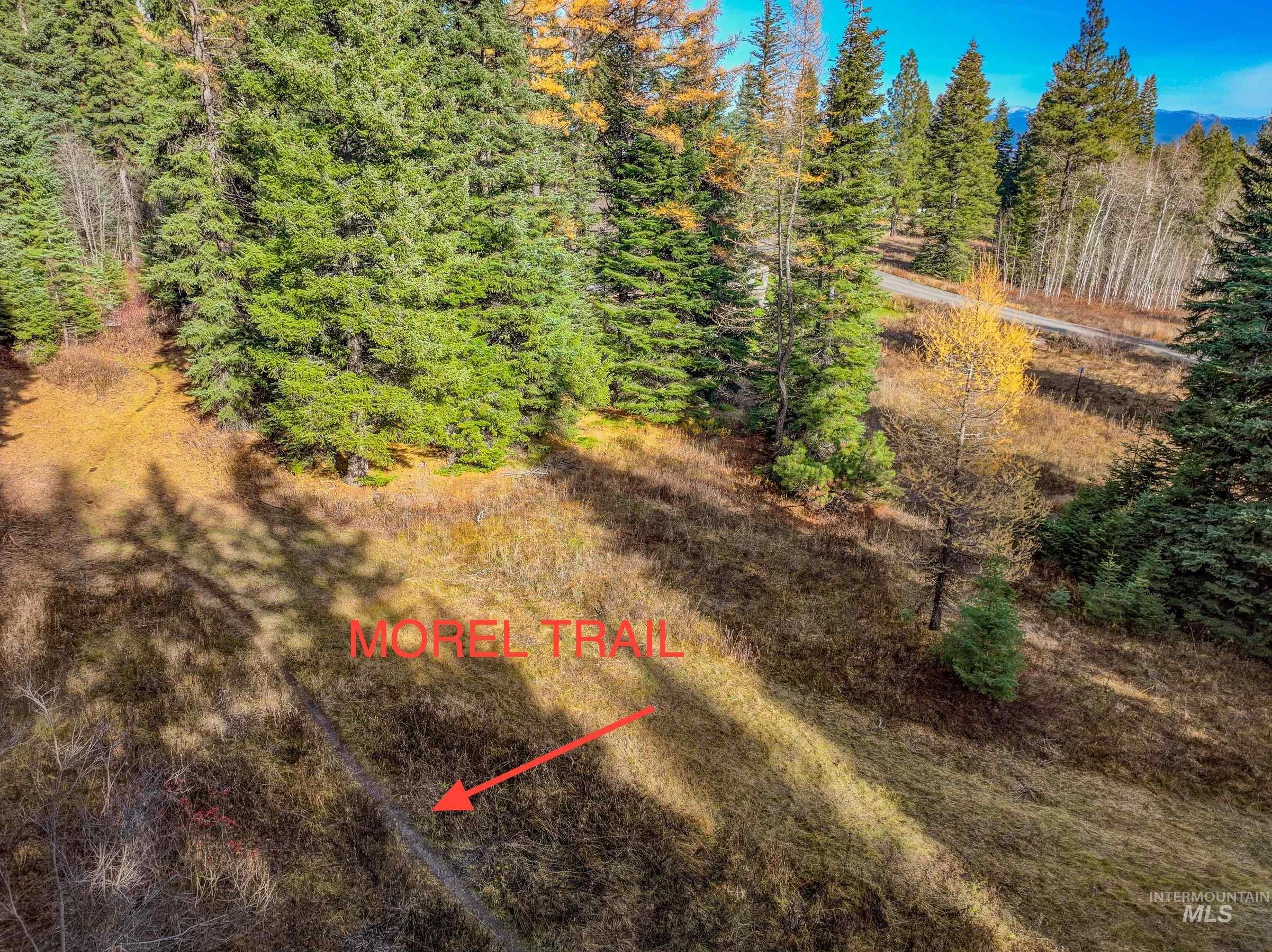 Aerial view of a forest