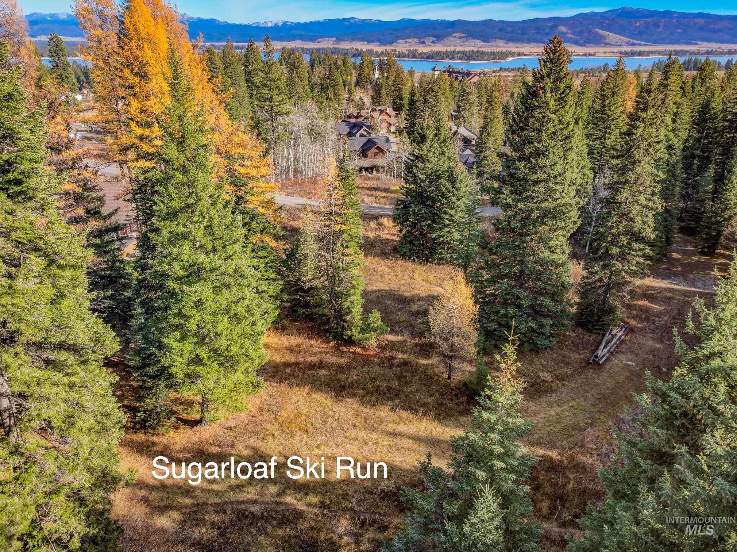 Aerial view of a forest and mountains