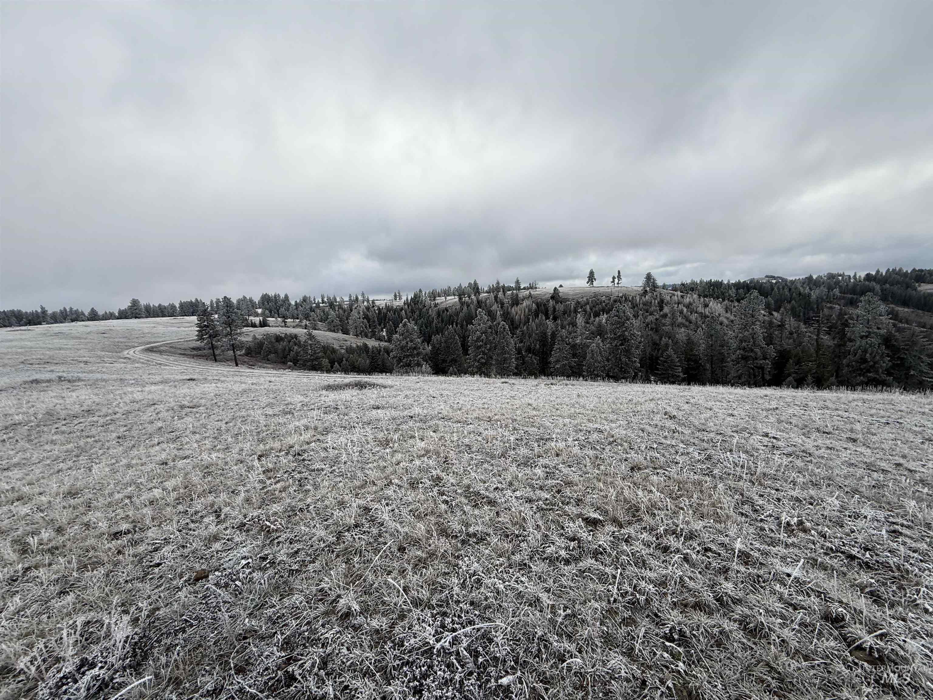 View of yard with a forest view and a view of rural / pastoral area