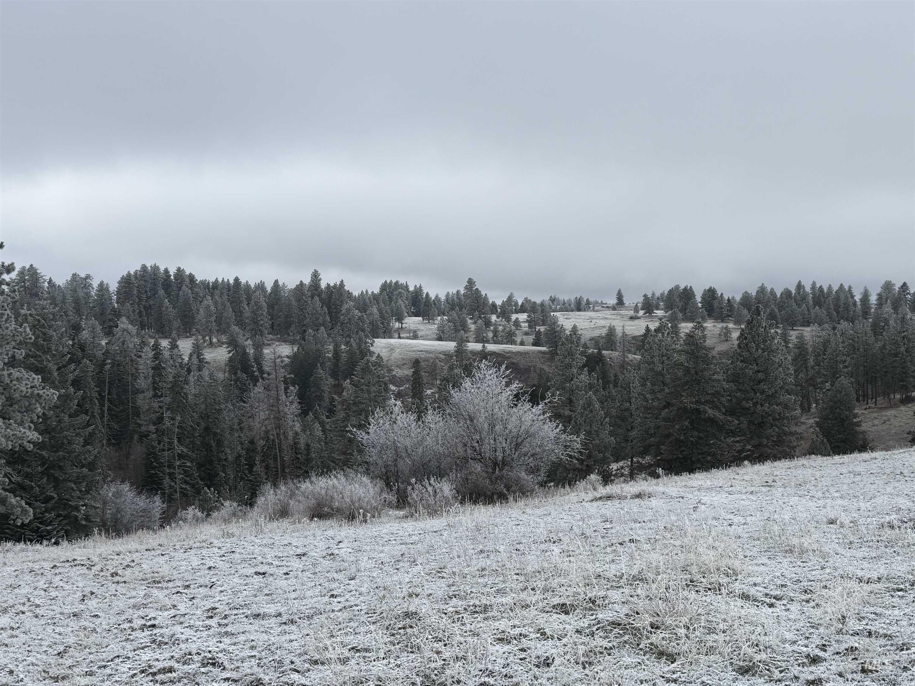 Snowy landscape with a forest view