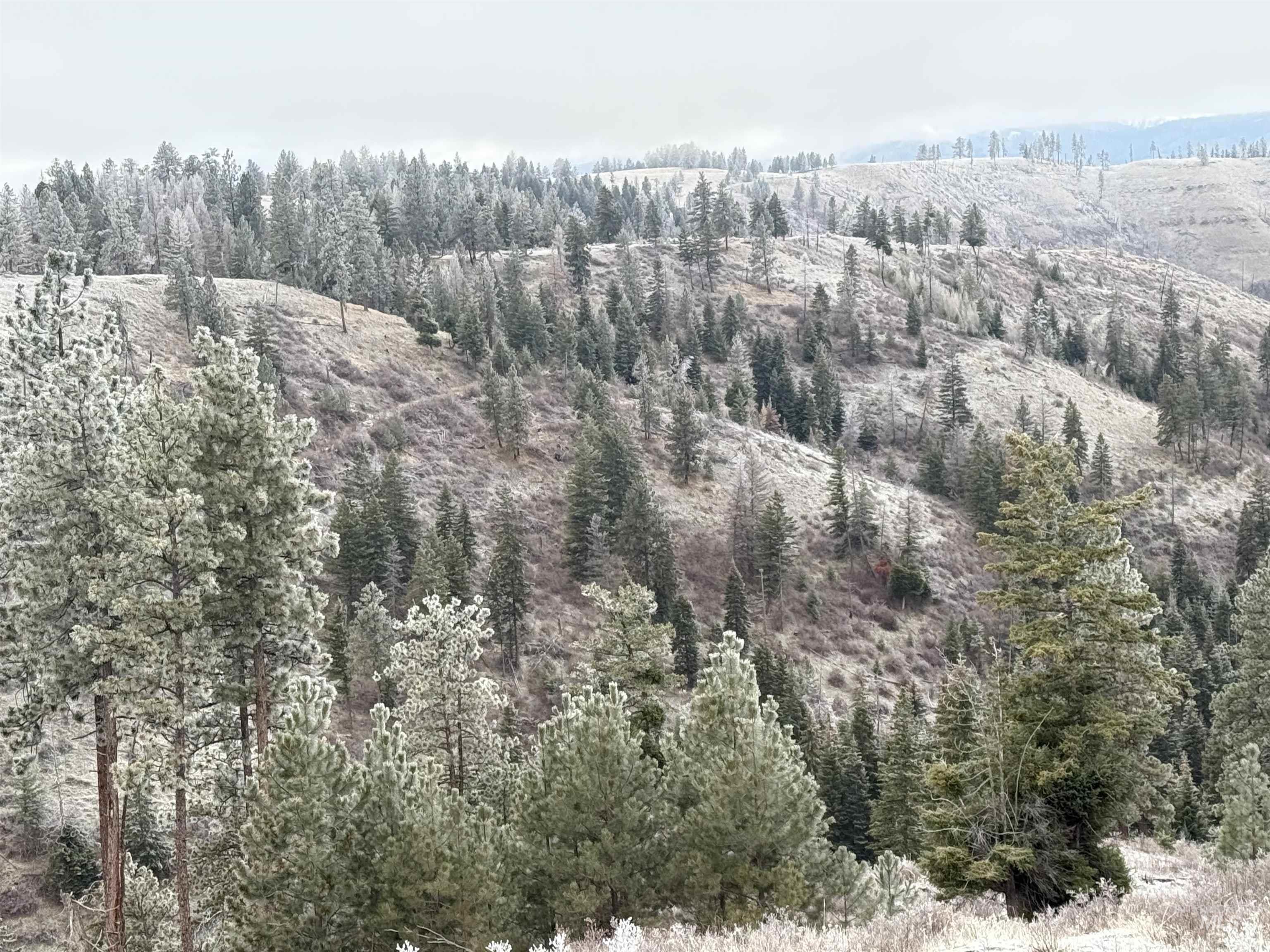 Drone / aerial view of a heavily wooded area