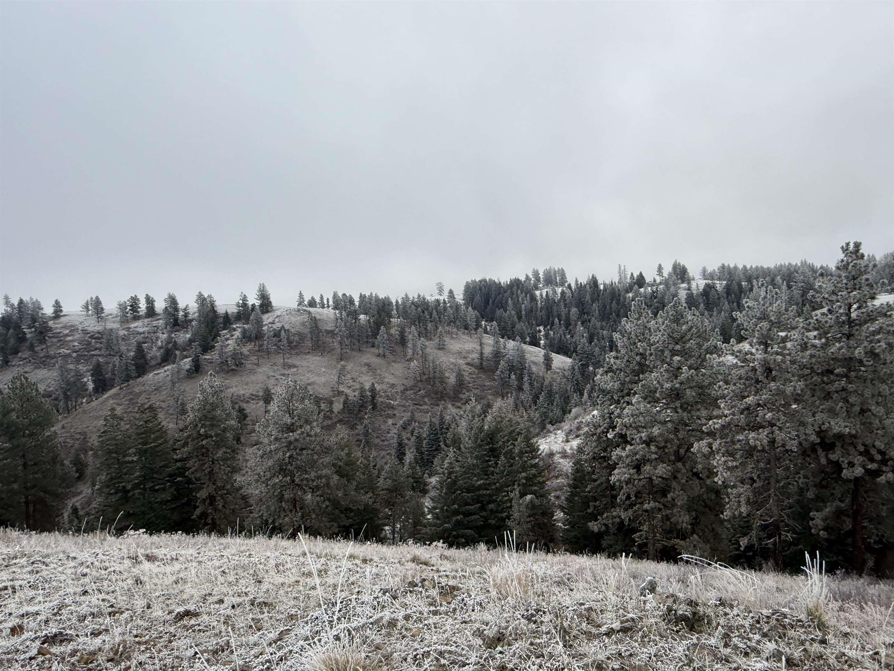 View of tree filled area